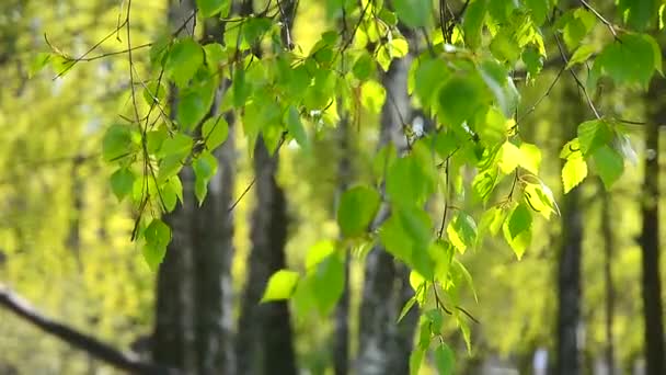 Trädet Lämnar Vinden Solid Bakgrund Bra Struktur För Naturen Sommaren — Stockvideo
