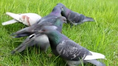 Çimenlerdeki güvercinler tahılları gagalıyor. Elden beslenen güvercin.