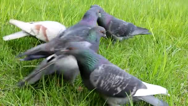 草の上の鳩は穀物をつまむ 餌は手から鳩 — ストック動画