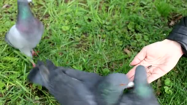 草の上の鳩は穀物をつまむ 餌は手から鳩 — ストック動画
