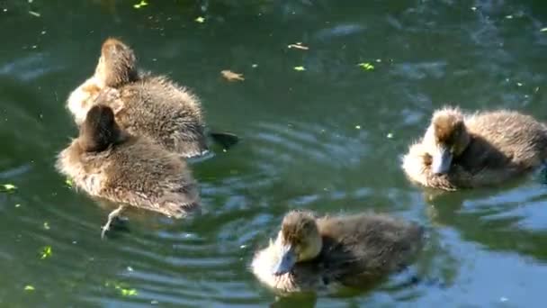 Wagen Met Twee Paarden Het Park Ancient Cartage Met Een — Stockvideo