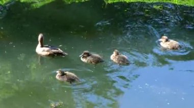 İki atlı at arabası ve park. Atlardan oluşan bir ekiple Antik Araba. At arabası..