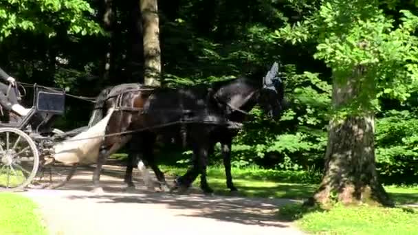 Vůz Dvěma Koňmi Park Starověký Vůz Týmem Koní Kočárový Kůň — Stock video