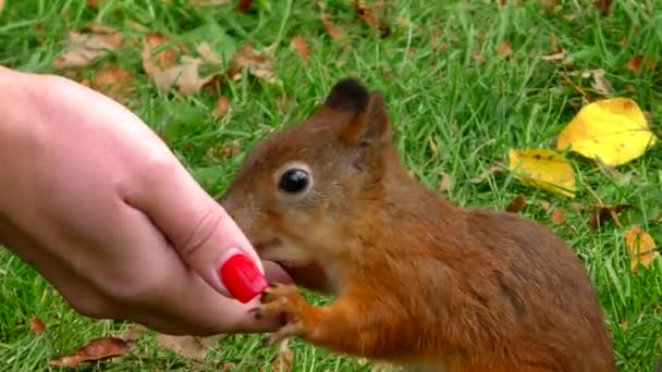 彼の手で公園でリスを養う 美しい野生動物の臆病なリス 赤い毛の獣が食べる — ストック動画