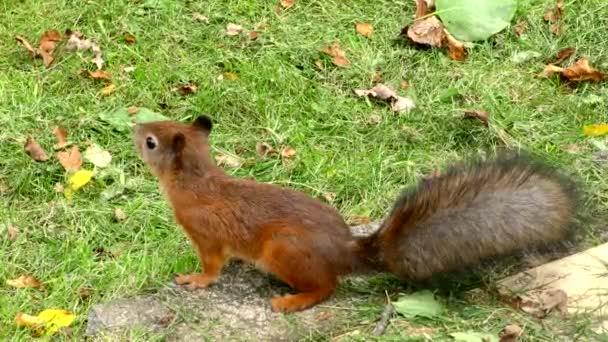 彼の手で公園でリスを養う 美しい野生動物の臆病なリス 赤い毛の獣が食べる — ストック動画