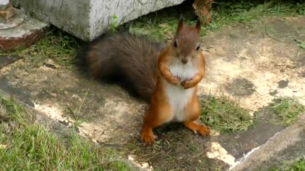 用手喂公园里的松鼠 一只可爱的野生动物胆小松鼠 红头发的野兽吃东西 — 图库视频影像