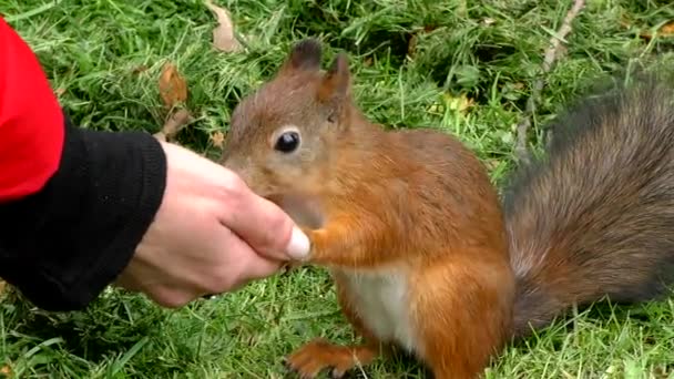 Alimentando Las Ardillas Parque Con Sus Manos Animal Salvaje Adorable — Vídeos de Stock