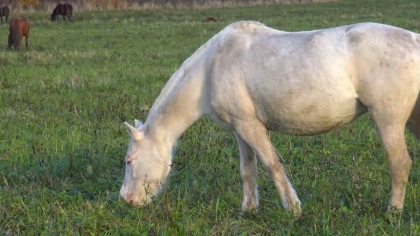 Cavalo Branco Pastar Prado Animal Estimação Perfeito Cavalos Pasto — Vídeo de Stock