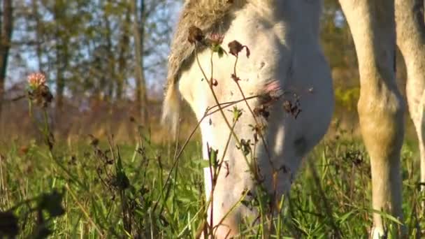 牧草地に白い馬の放牧 牧草地で馬を完璧なペット — ストック動画