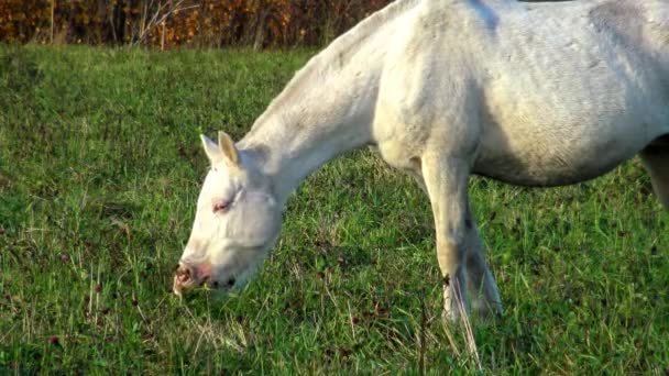 Caballo Blanco Pastando Prado Mascota Perfecta Los Caballos Pasto — Vídeo de stock