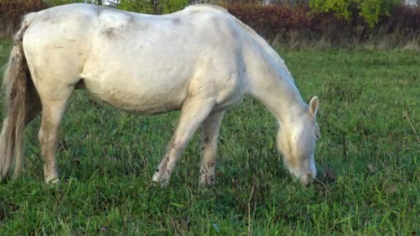 Biały Koń Pasący Się Łące Idealny Pieścić Konie Pastwisku — Wideo stockowe