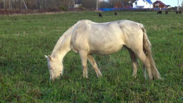 Pâturage Chevaux Blancs Sur Prairie Animal Compagnie Parfait Les Chevaux — Video