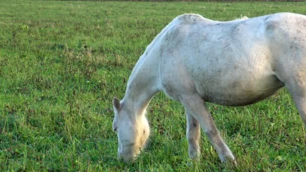 牧草地で白い馬草を食べる 牧草地で馬を完璧なペット — ストック動画