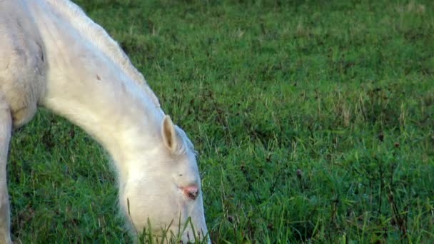 Witte Paarden Die Gras Eten Weide Perfecte Huisdier Paarden Weide — Stockvideo