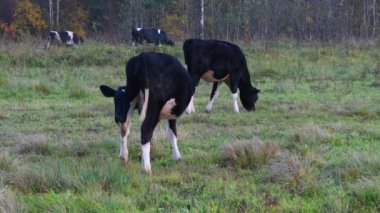 Yeşil çimlerde bir inek sürüsü. Güneşli bir günde çayırda otlayan bir inek..