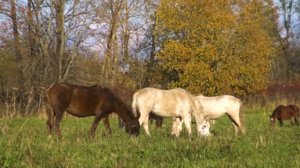 Hjord Hästar Äter Gräset Blomsteräng Solig Dag Perfekt Klappa Hästen — Stockvideo