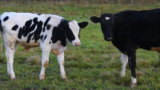 Troupeau Vaches Sur Pelouse Verte Une Vache Broutant Dans Une — Video