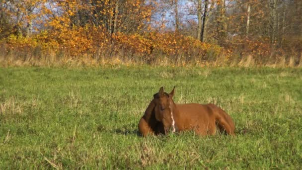 Koń Ciąży Spoczywa Trawie Idealny Pieścić Konia Pastwisku Zwierzęta Gospodarskie — Wideo stockowe