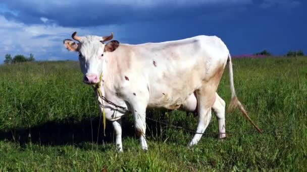 一群奶牛在绿色的草坪上 阳光明媚的日子 奶牛在草地上吃草 — 图库视频影像
