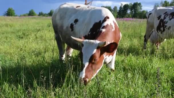 Una Mandria Mucche Sul Prato Verde Una Mucca Pascolo Prato — Video Stock