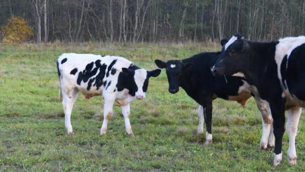 Herd Cows Green Lawn Cow Grazing Meadow Sunny Day — Stock Video