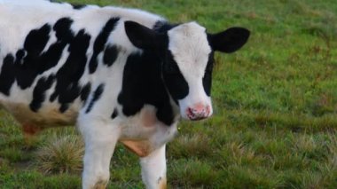 Yeşil çimlerde bir inek sürüsü. Güneşli bir günde çayırda otlayan bir inek..