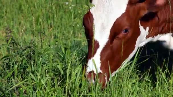 Herd Cows Green Lawn Cow Grazing Meadow Sunny Day — Stock Video