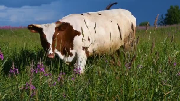 Herd Cows Green Lawn Cow Grazing Meadow Sunny Day — Stock Video