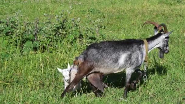 Pastoral Vit Get Betar Äng Med Frodigt Grönt Gräs Mor — Stockvideo