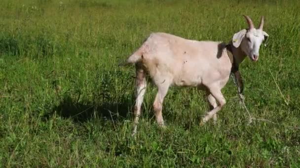 Pastoral Beyaz Keçi Yemyeşil Çayırlarda Otluyor Çimlerde Keçi Yavrusu Olan — Stok video