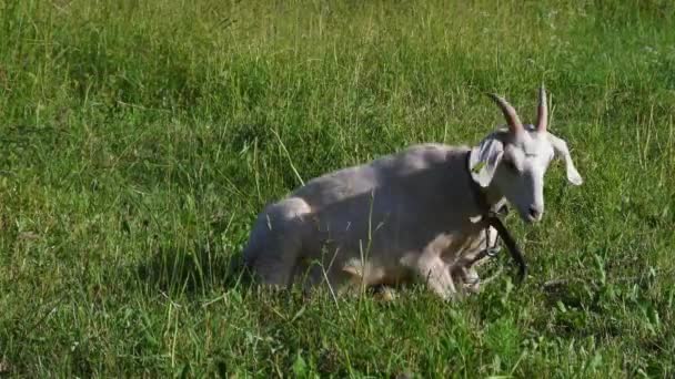 Pastoral Beyaz Keçi Yemyeşil Çayırlarda Otluyor Çimlerde Keçi Yavrusu Olan — Stok video