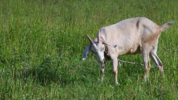 Pastoral Vit Get Betar Äng Med Frodigt Grönt Gräs Mor — Stockvideo