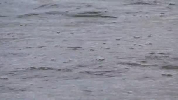 드롭의 빗방울이 떨어져서 물위에 그린다 우기는 — 비디오