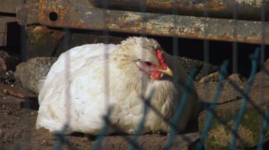 Tavuk evin dışında karıştırılmış. Köyün kuşları kafeste..