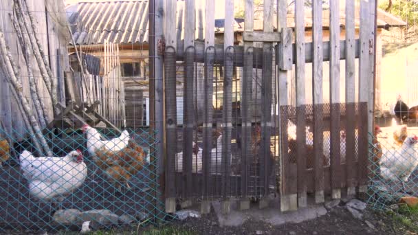 Pollo Mescolato Nella Casa Esterna Home Gli Uccelli Del Villaggio — Video Stock