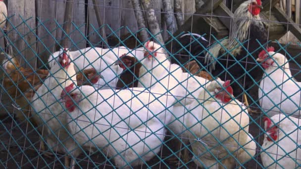 Pollo Mescolato Nella Casa Esterna Home Gli Uccelli Del Villaggio — Video Stock