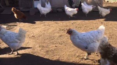 Tavuk evin dışında karıştırılmış. Köyün kuşları kafeste..