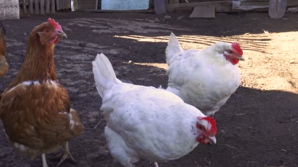 Kip Gemengd Het Buitenhuis Thuis Dorp Vogels Kooi — Stockvideo