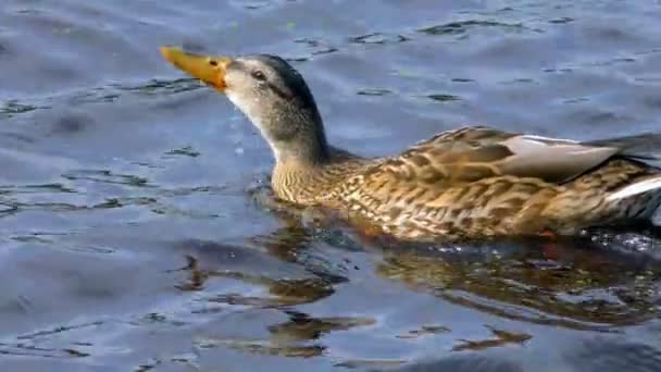 Vild Vacker Anka Flyter Vatten Perfekt Vacker Fågel Den Underbara — Stockvideo