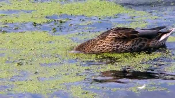 Vad Gyönyörű Kacsa Úszik Vízen Tökéletes Madár Állatok Csodálatos Világa — Stock videók