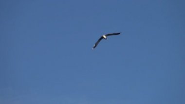 Mavi gökyüzünde uçan martı. Uçsuz bucaksız uzayda martısız. Vahşi kuşların hayatı.