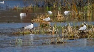 Sudaki martılar yuvalanmaya hazırlanıyor. Büyük zoom 'da kuşların yaşamını araştırmak.