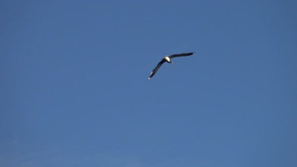Sea Gull Flying Blue Sky Seagull Free Vast Space Life — Stock Video