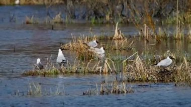 Sudaki martılar yuvalanmaya hazırlanıyor. Büyük zoom 'da kuşların yaşamını araştırmak.