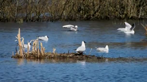 Rackové Vodě Připravují Hnízdění Průzkum Života Ptáků Velkém Zoomu — Stock video
