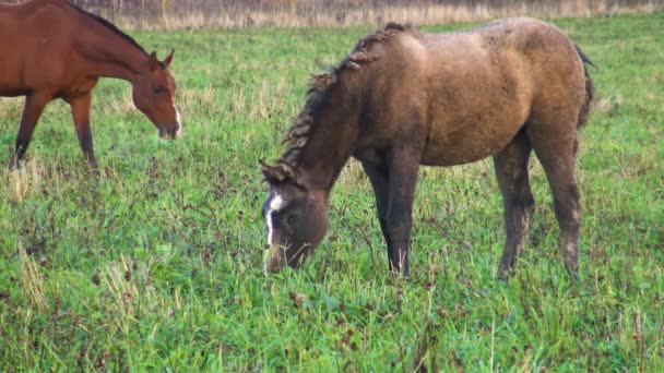 Troupeau Chevaux Mangeant Herbe Sur Prairie Fleurs Par Une Journée — Video