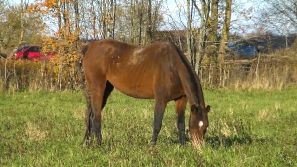 阳光明媚的日子 成群的马在花草场上吃草 最理想的宠物是牧场上的马 农场动物 农场生活的象征 — 图库视频影像