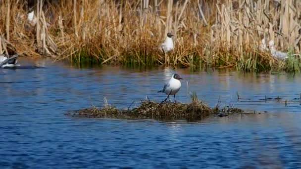 Gulls Water Bumps Preparing Nesting Survey Life Birds Big Zoom — Stock Video