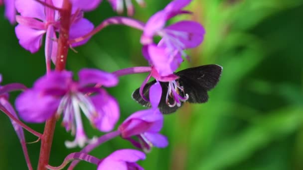 Butterfly Sitting Flower Wild Insects Vegetation Summer North Epilobium Bloom — Stock Video