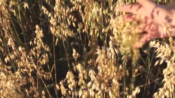 Avoine Mûre Une Main Fermier Mâle Touche Doucement Les Oreilles — Video
